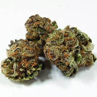 Medicine Man - Thornton Website