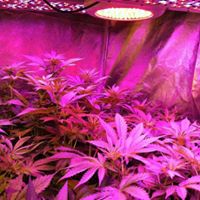 420EvaluationsOnline - Murrieta Website