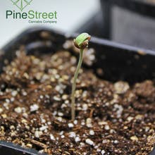 Pine Street Cannabis Company Website