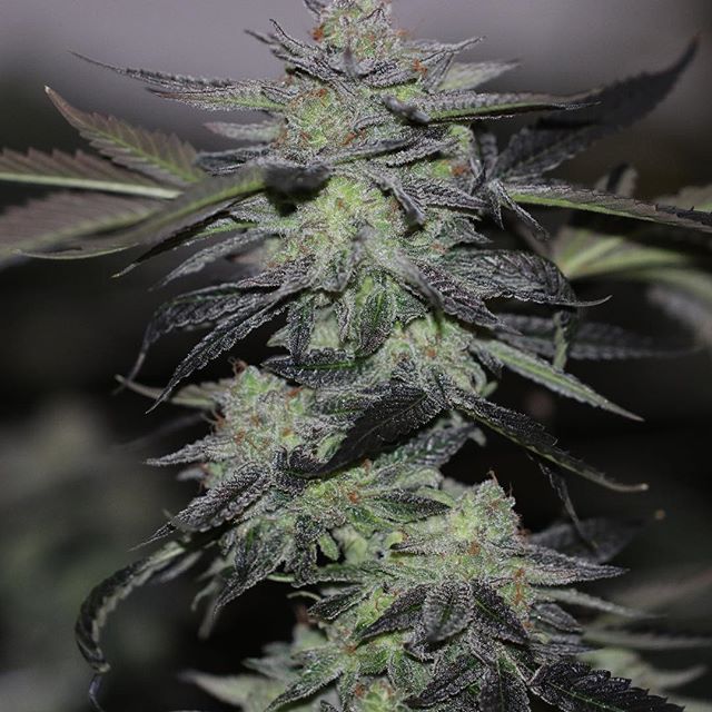 Grass Monkey Cannabis Company Website