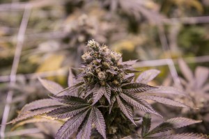 Trill Alternatives - MEDICAL Website