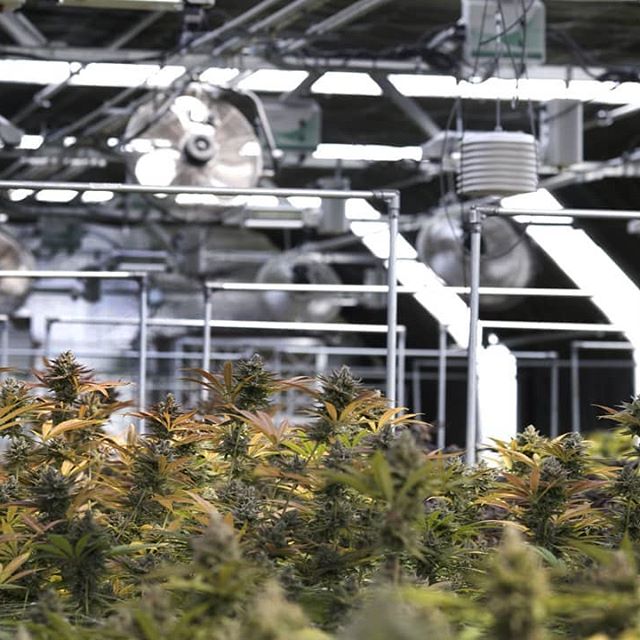 Five Zero Trees East Website