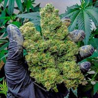 Cannawholesalers Website