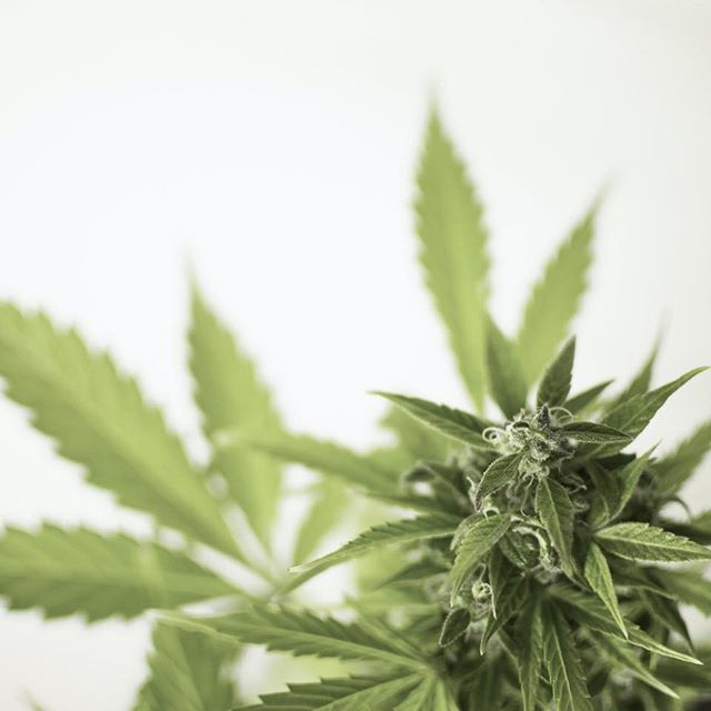 The Botanist - Middletow Website