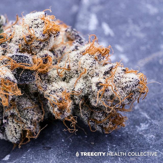 Treecity Health Collective Website