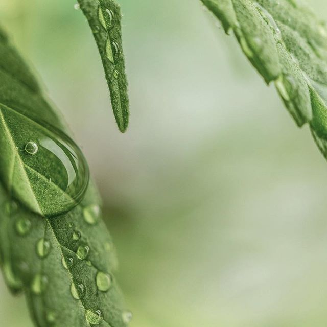 The Botanist - Middletow Website