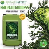 Big Green Tomato Website