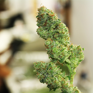 Medicine Man - Thornton Website