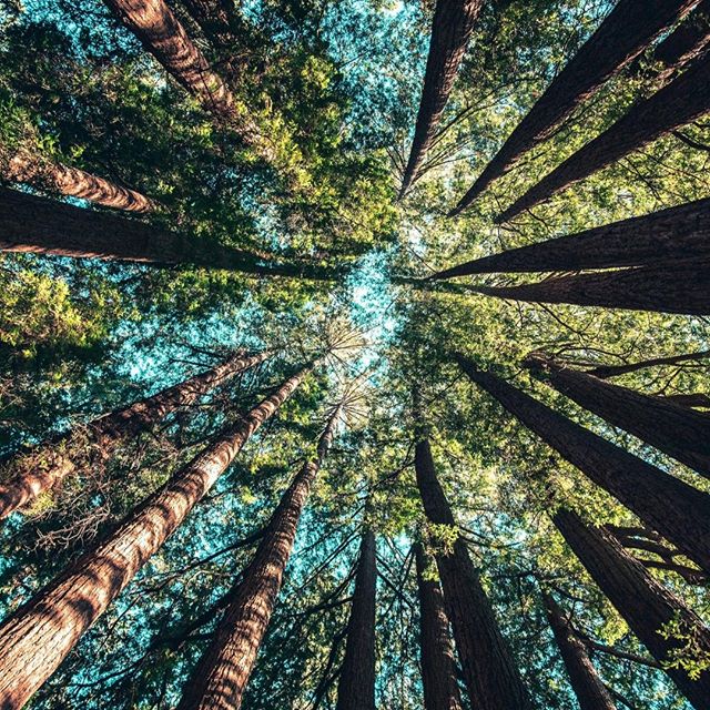 Cannabis City - Seattle Website