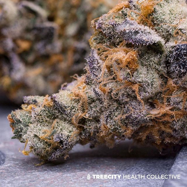 Treecity Health Collective Website