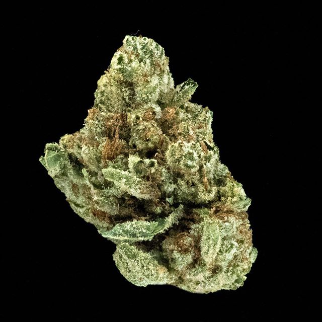 The Reef - Seattle Website