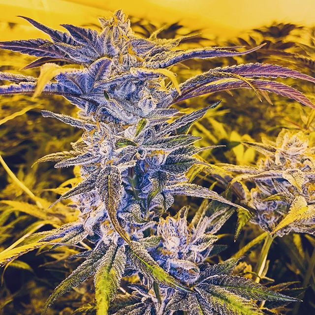 Earth's Healing South Website