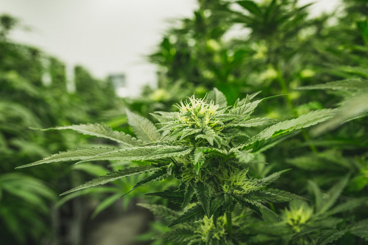 Health for Life McDowell Website