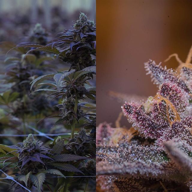 Apothca - Arlington Website