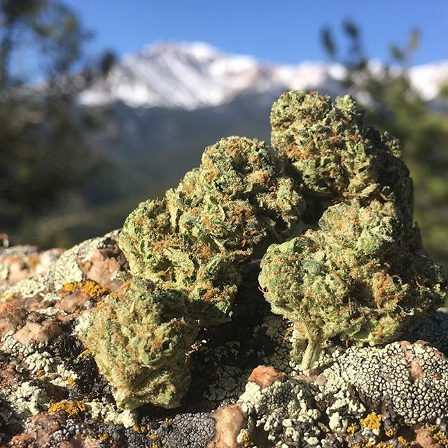 Herbal Healing Website