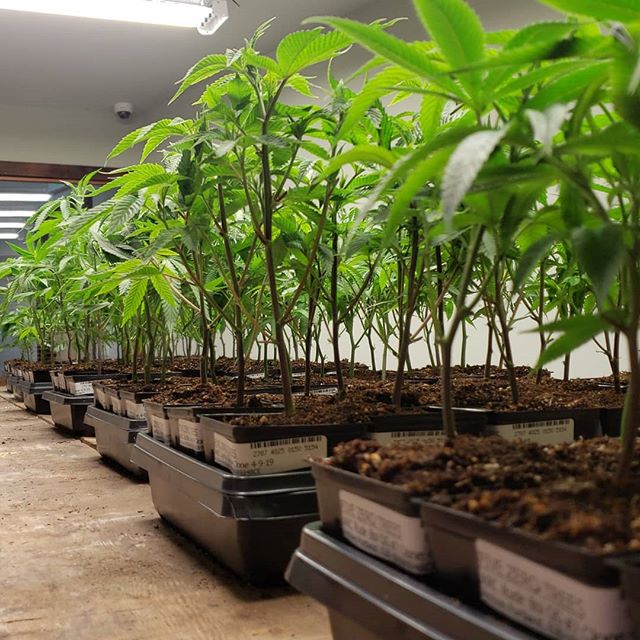 Five Zero Trees Cannon Beach Website