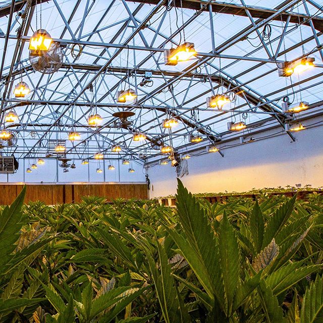 Ascend - Denver Website