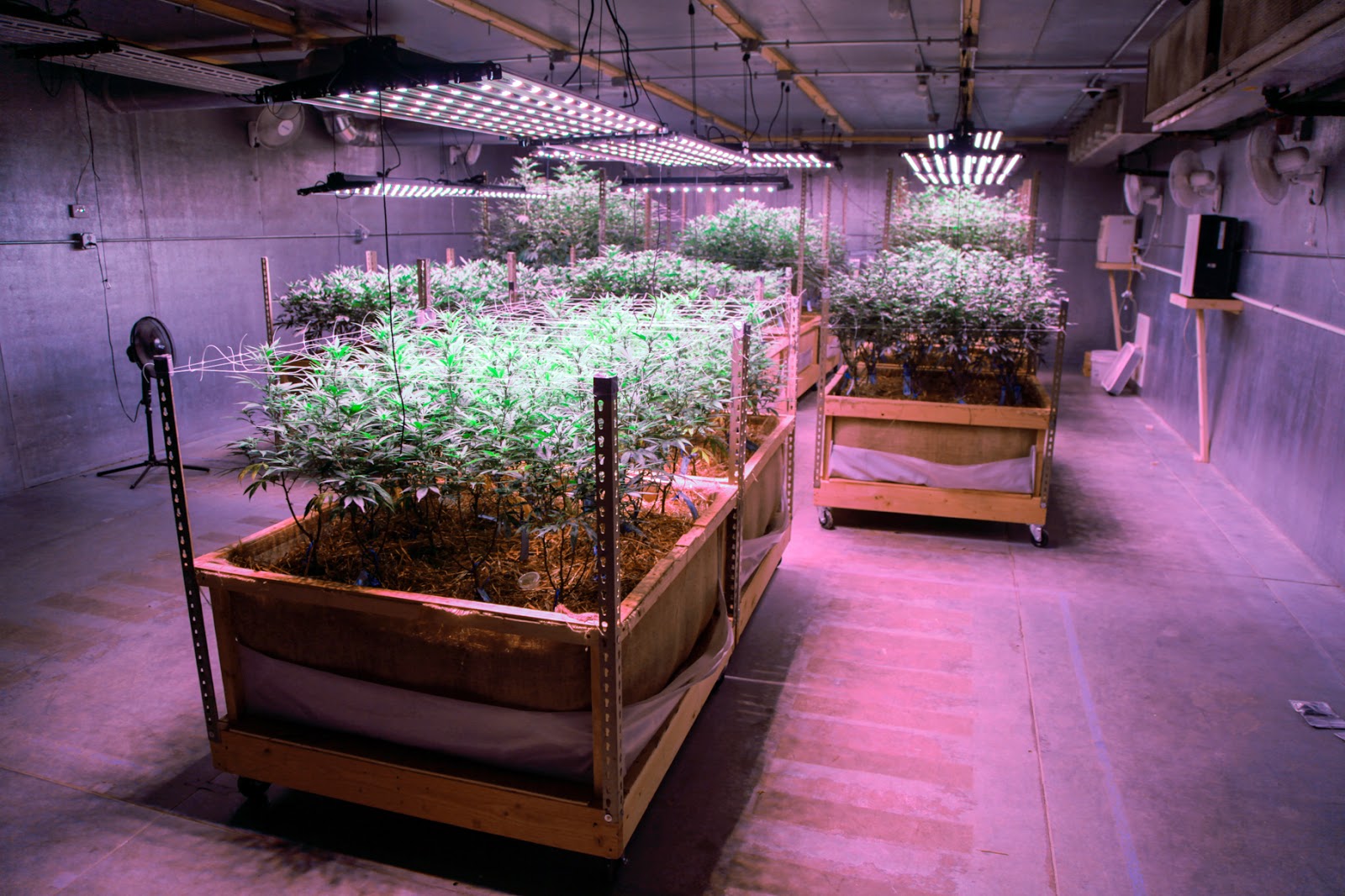 Pakalolo Supply Co. Website