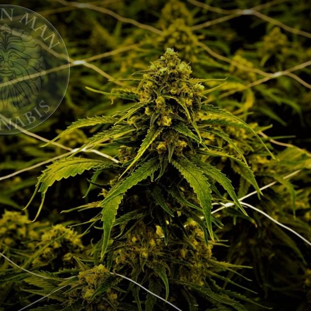 Green Man Cannabis - South Denver Website