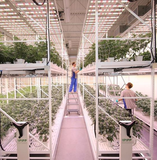 Greenhaus Industries Website