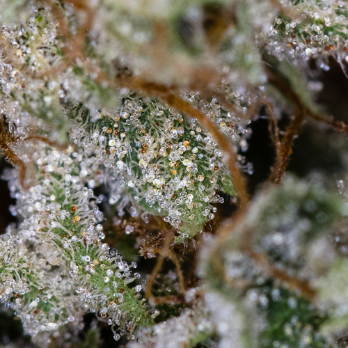 Mary Jane's Collective Website