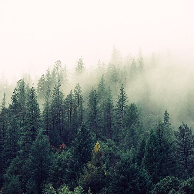 Flavors Detroit Website