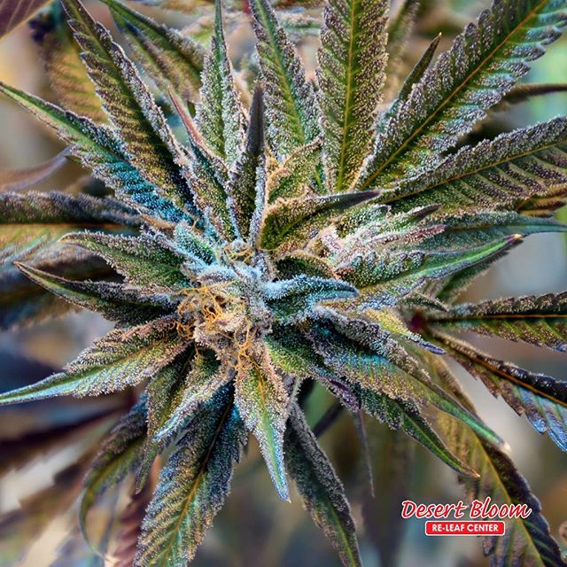 Desert Bloom Releaf Center Website