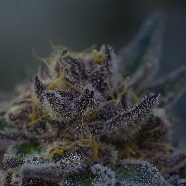 Apothca - Arlington Website