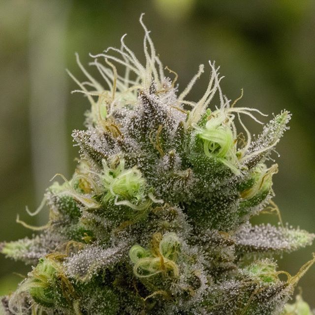 Lightshade Dayton Cannabis Company Details Infuzes