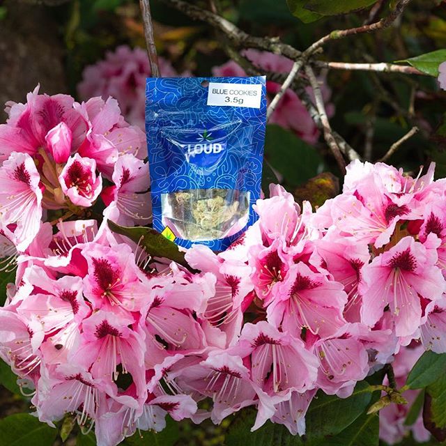 Diamond Green Recreational Marijuana - Tacoma Website