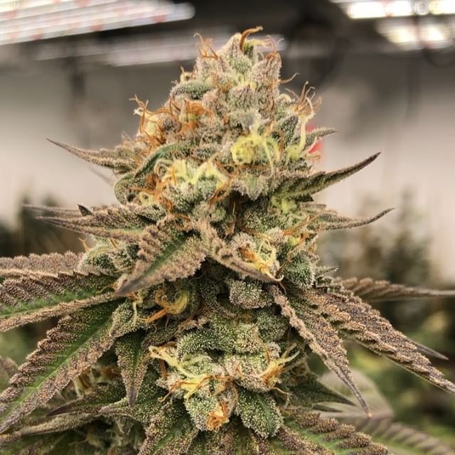 1:11 Dispensary Website