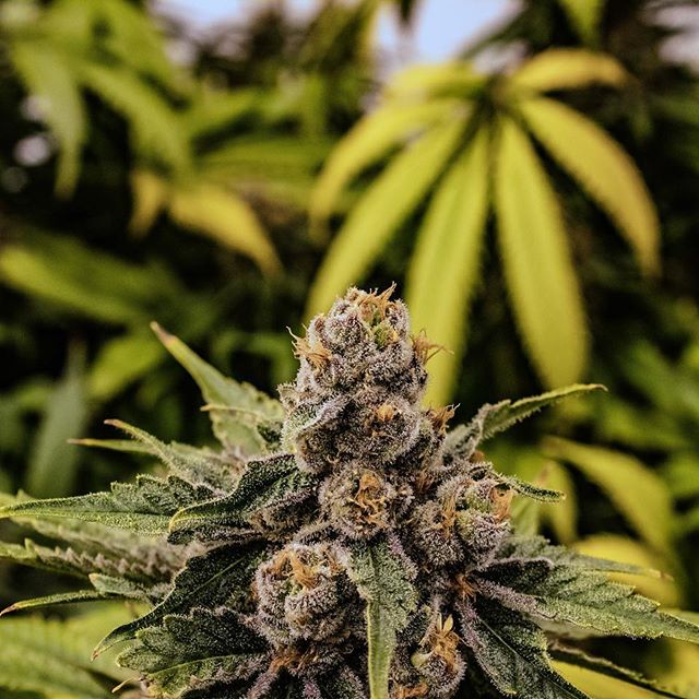 Three Rivers Dispensary Pueblo West Website