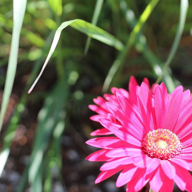 Treestar Botanicals Website