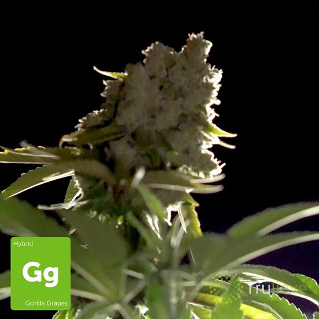 Trulieve - Boynton Beach Website