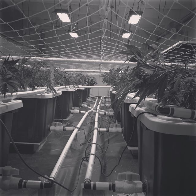 Better Buds of Maine Website