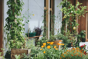 Mt Hood Cannabis Co. Website