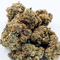 New MexiCann Website