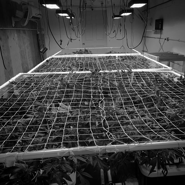 Better Buds of Maine Website