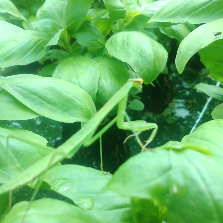 Hydroponic Consultancy Website