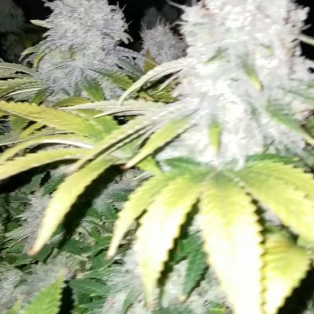 Healthy Pharms - Cambridge Website