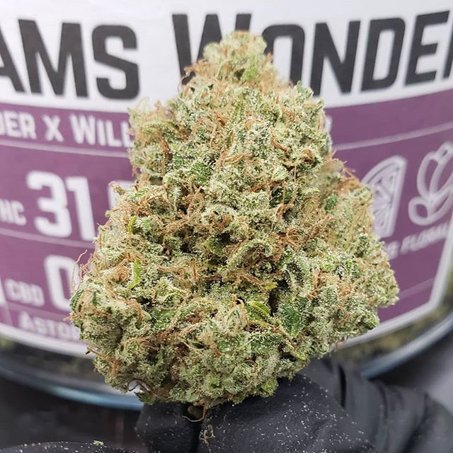 Five Zero Trees Dekum Website