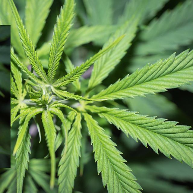 Apothca - Arlington Website