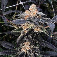 Ultra Health Albuquerque - Nob Hill Birdland Website