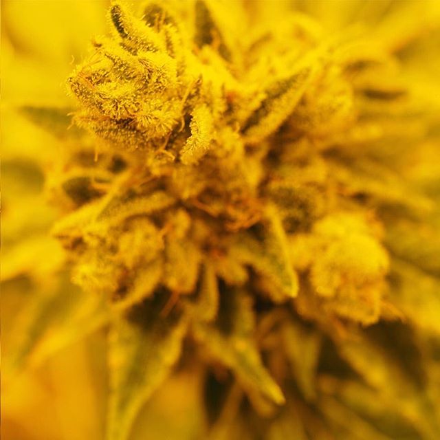 Casper’s Cannabis Club Website