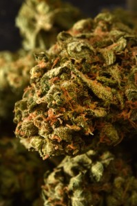 Pure Medical 2 Website