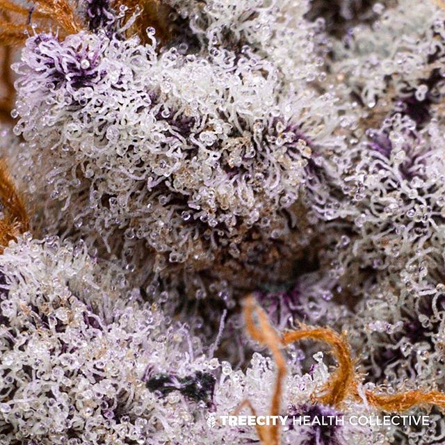 Treecity Health Collective Website