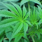 Oregon Bud Company - Beaverton Website