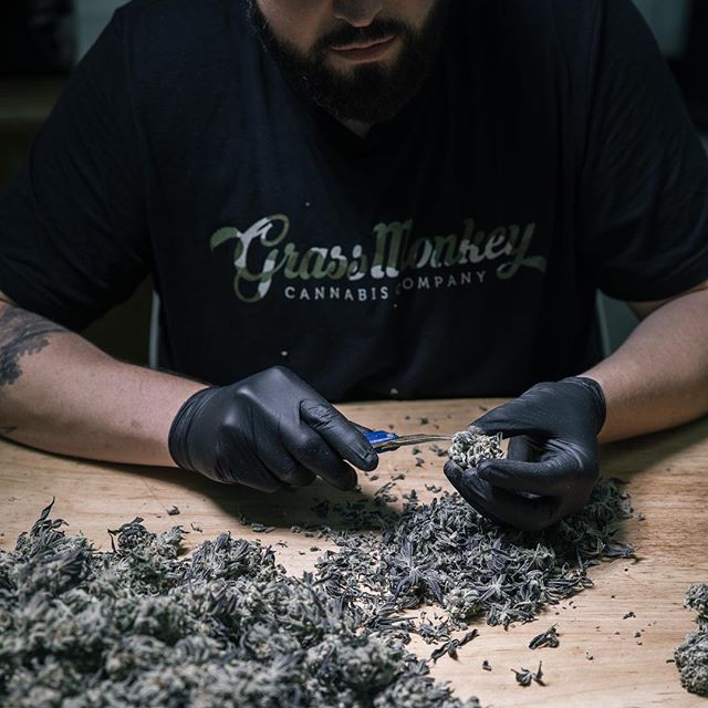 Grass Monkey Cannabis Company Website