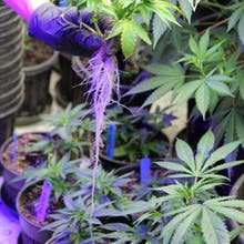 Pine Street Cannabis Company Website