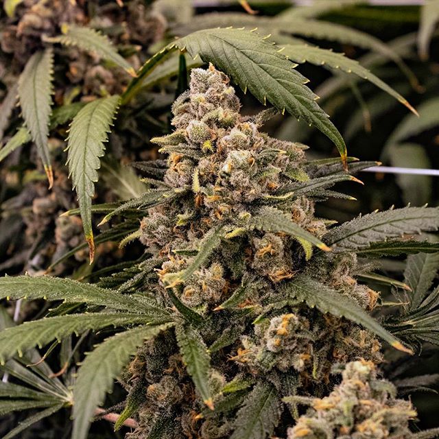 Three Rivers Dispensary Pueblo West Website